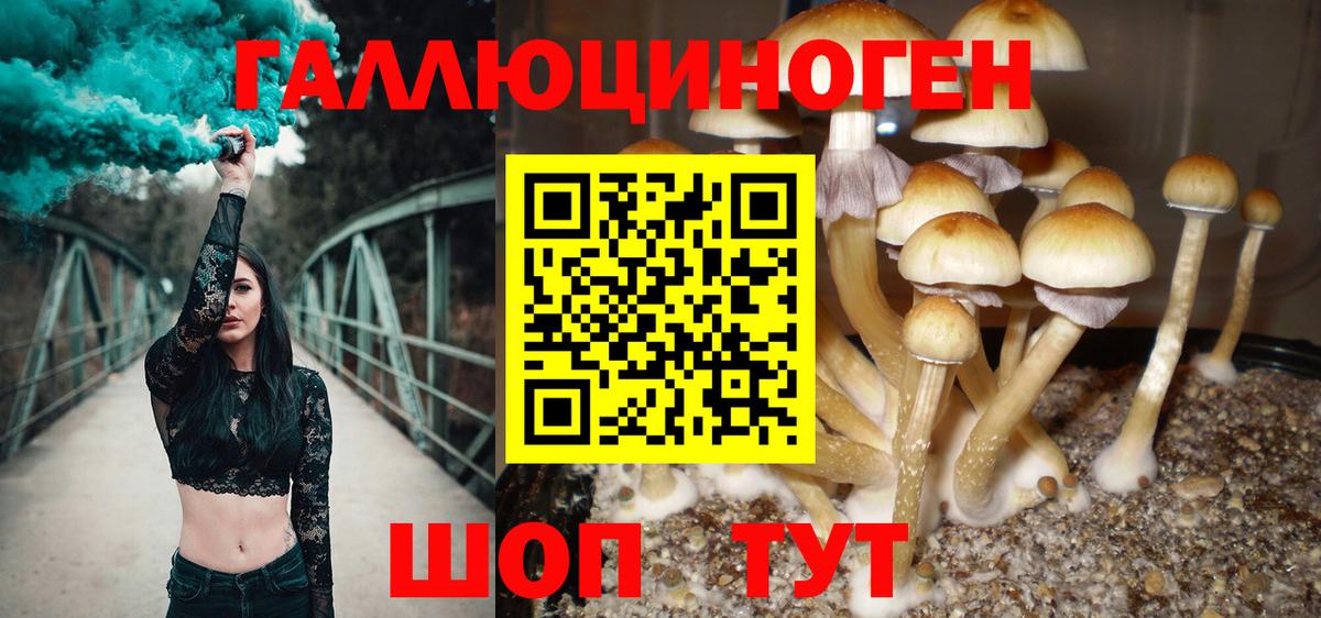 Галлюциногенные грибы Cubensis Курчалой
